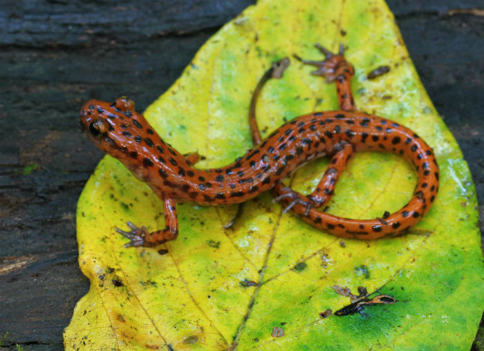 Cave Salamander